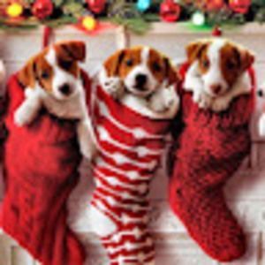 Meet your Posher, Molly